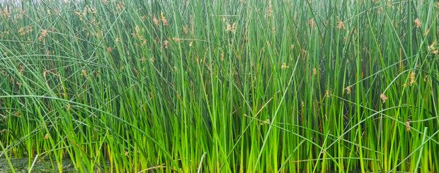 Reeds at Lake Atitlan